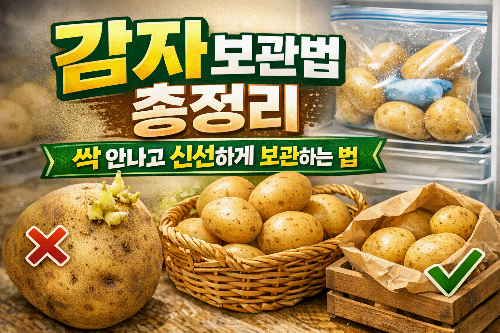 감자 보관법 완벽 총정리 : 싹 안나고 신선하게 보관하는 법