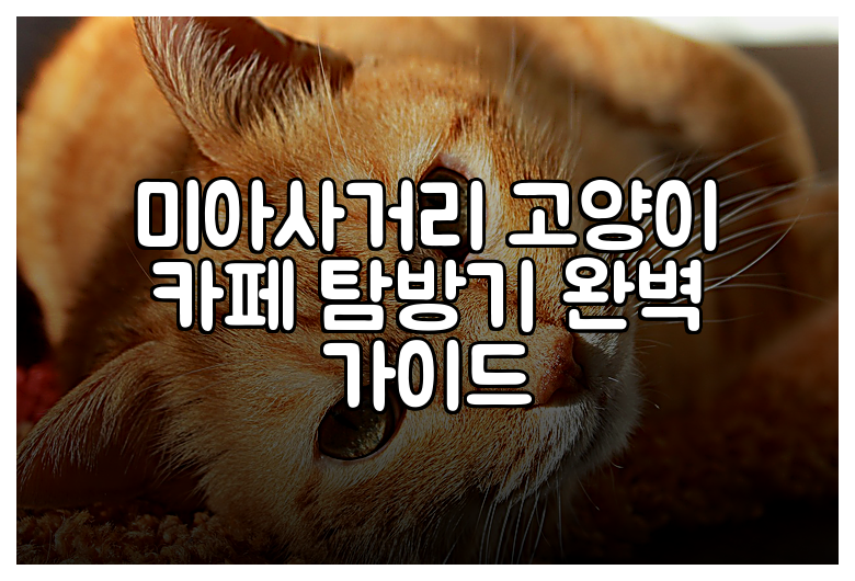 미아사거리 고양이 카페 탐방기 완벽 가이드