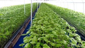 들깨 파종 시기, 이대로만 하면 풍성한 수확!