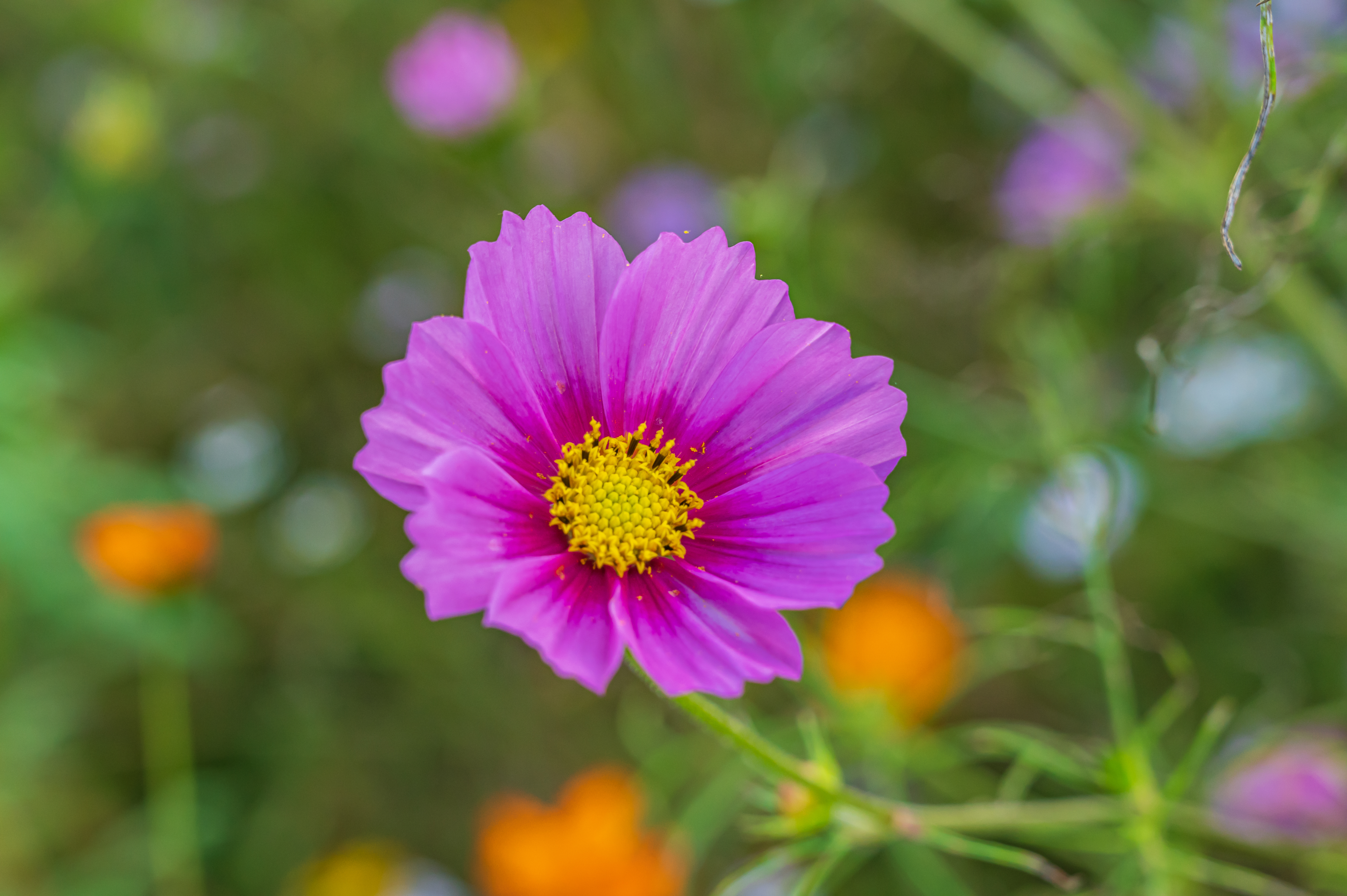  코스모스 만개 &amp;#39;세종 숲뜰근린공원&amp;#39;