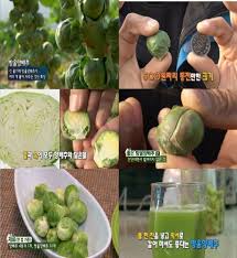 양배추 9
