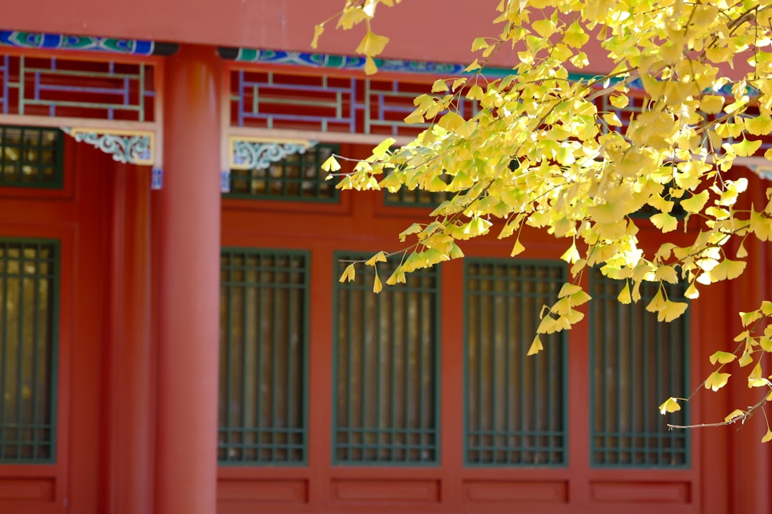 Ginkgo