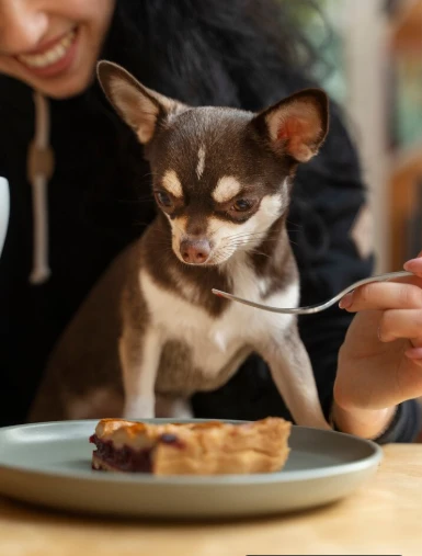 우리집 댕댕이, 냥냥이 간식에 30개월 이상 미국산 소고기! 안전할까?