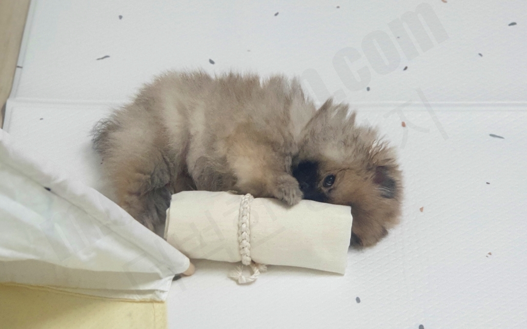 3개월 포메라니안이 누워 있는 모습