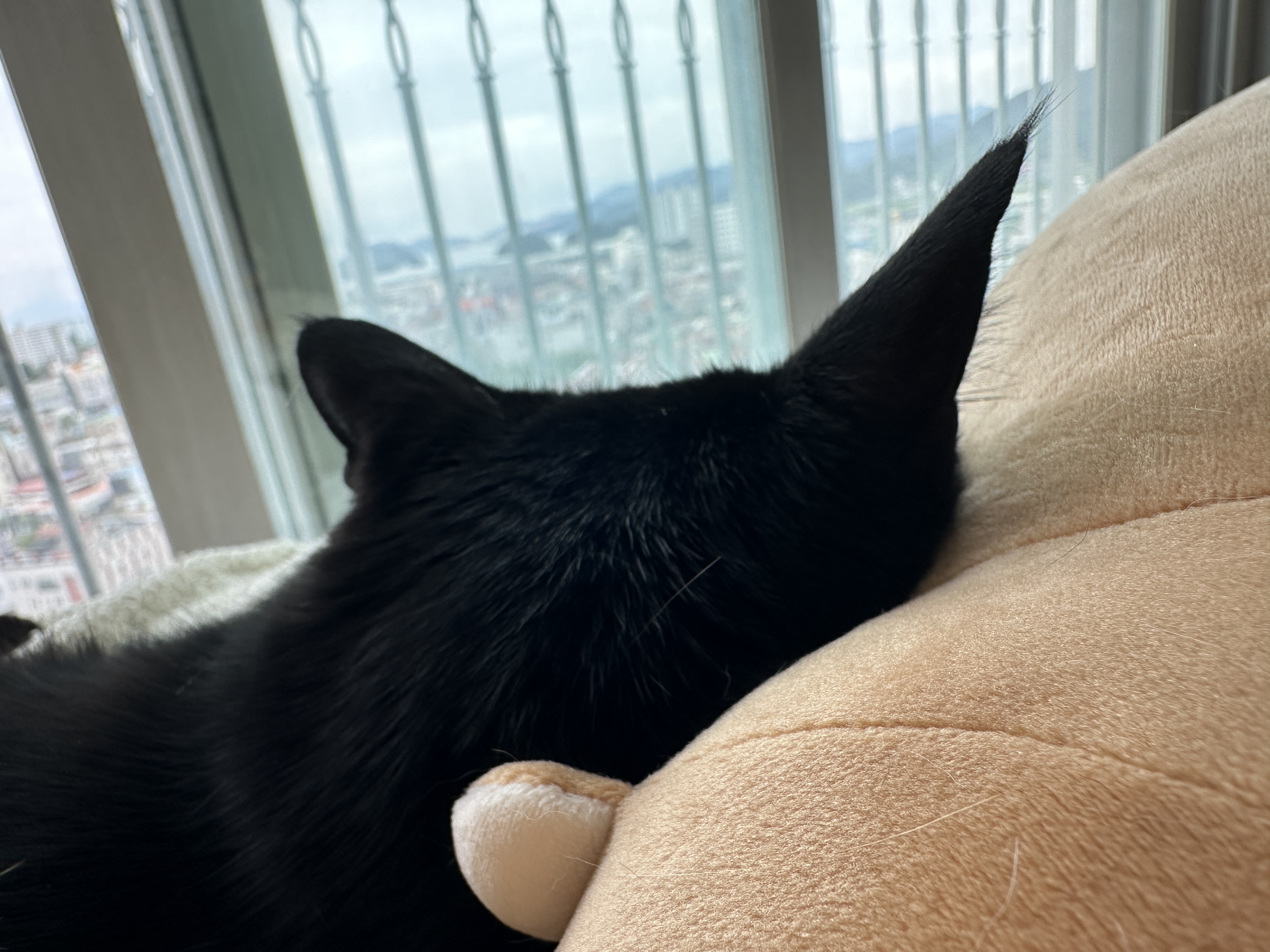 올블랙고양이_건이의_냥통수