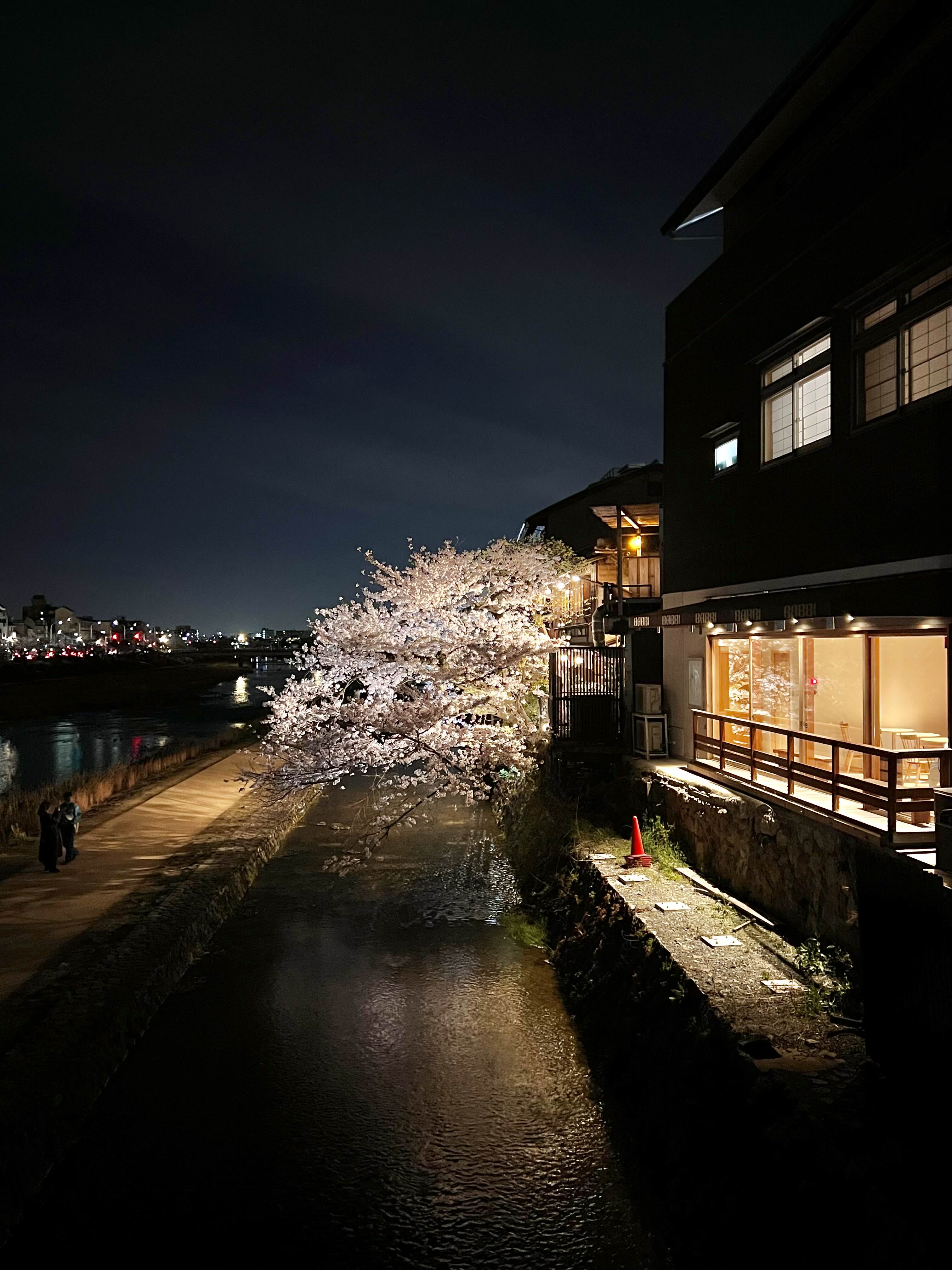 일본 밤 벚꽃 교토 가모강의 야간 벚꽃구경