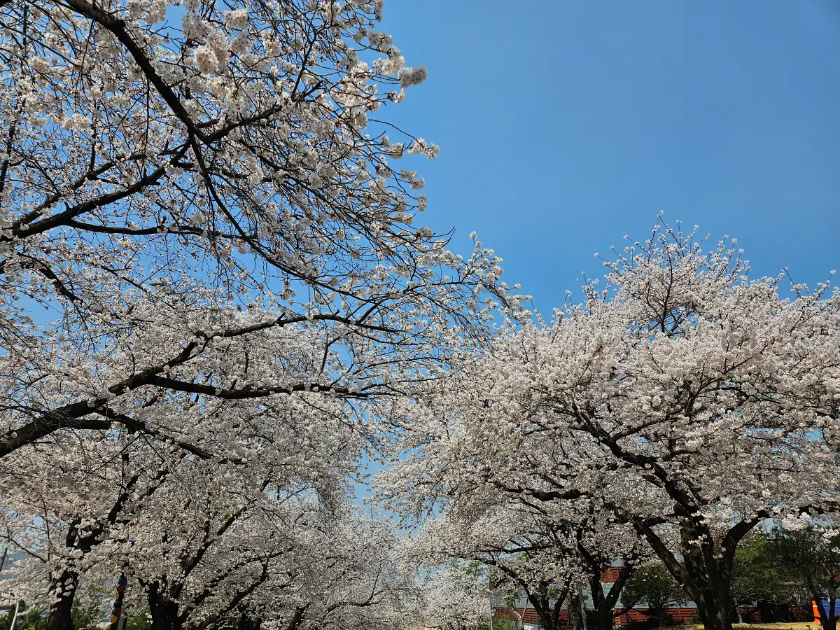 과천벚꽃