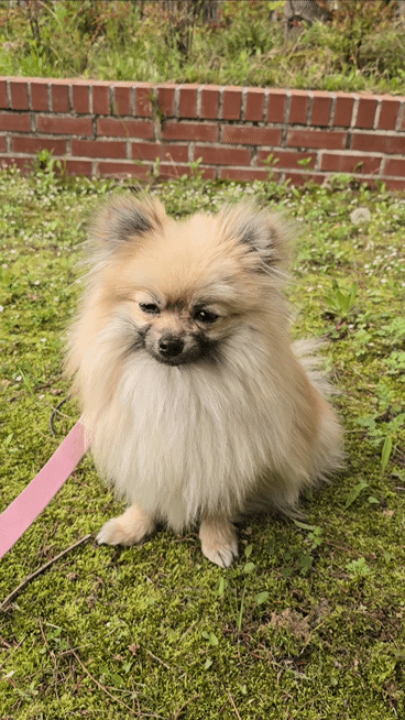 강아지 눈 시림