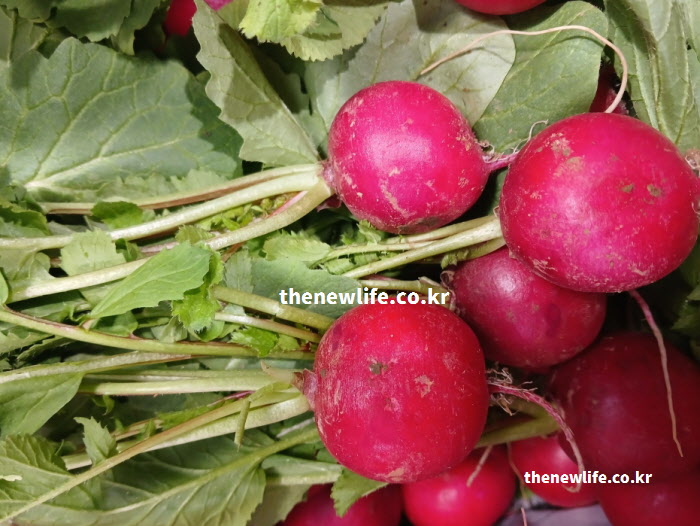 적환무 효능 중 다이어트와 변비 해소에 도움을 주는 식이섬유가 풍부한 실물 사진