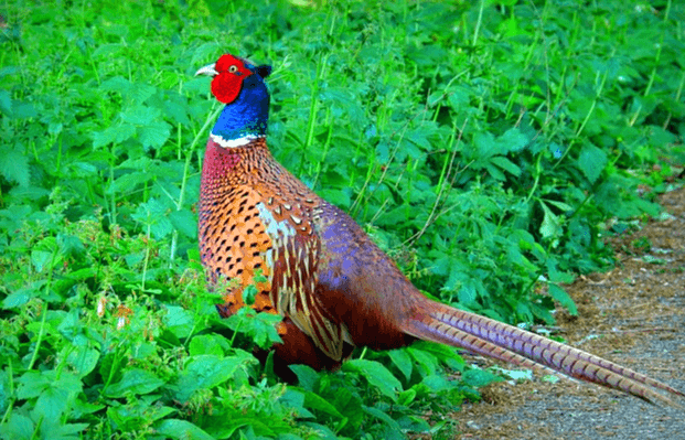 초록색 풀밭 근처에 꿩 한 마리가 서 있다. 깃털은 갈색이고 목은 파랗고 얼굴은 빨간색이다.