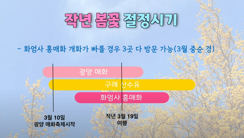 대한민국 벚꽃·매화가 유명한 여행지 톱 5