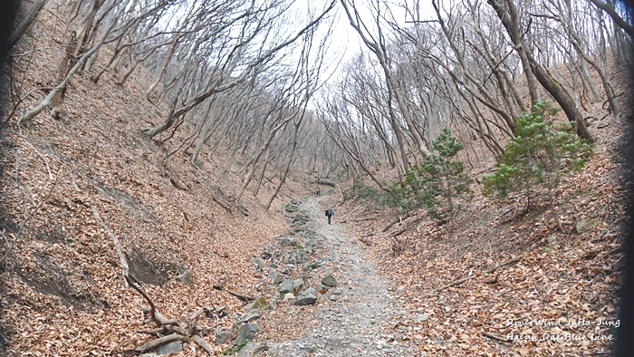 금정산 노루귀