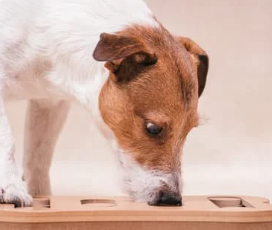 강아지 건강을 위한 매일 10분 생활 습관