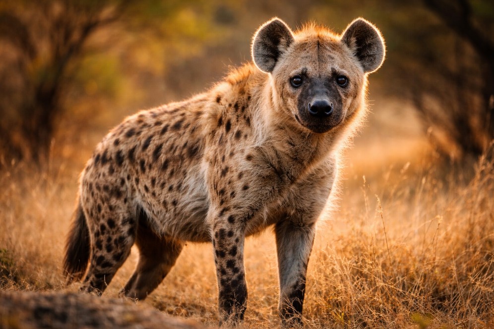 점박이하이에나