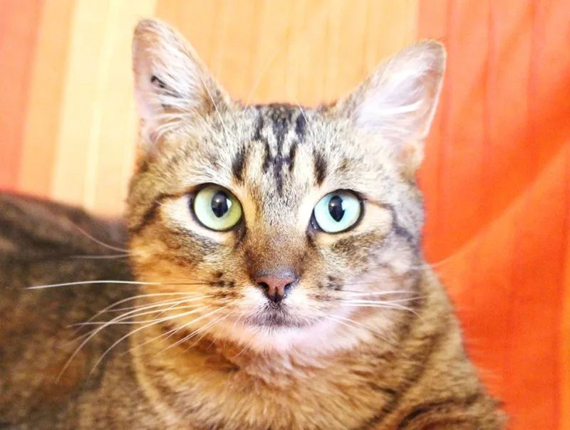 고양이 근육 경련 증상 원인 치료_8