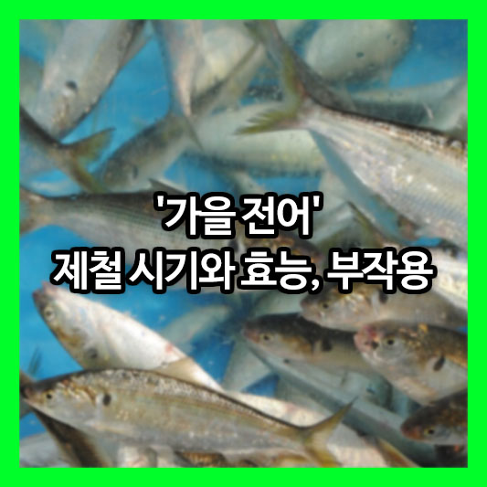 집 나간 며느리도 돌아오게 하는 '가을 전어', 제철 시기와 효능, 부작용까지 완벽 정리!
