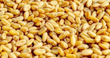 카무트효소-3