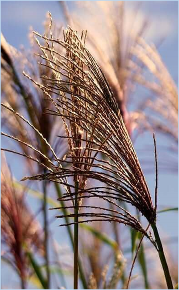 황매산-억새축제
