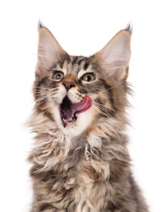 입 주위를 핥고 있는 귀가 큰 고양이.