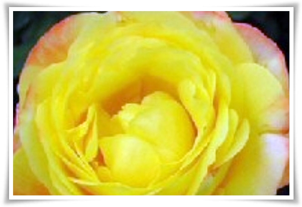 화초 &quot;월계화&quot; 봄부터 가을까지, 장미인 듯 장미 아닌 향기로운 꽃의 여왕!