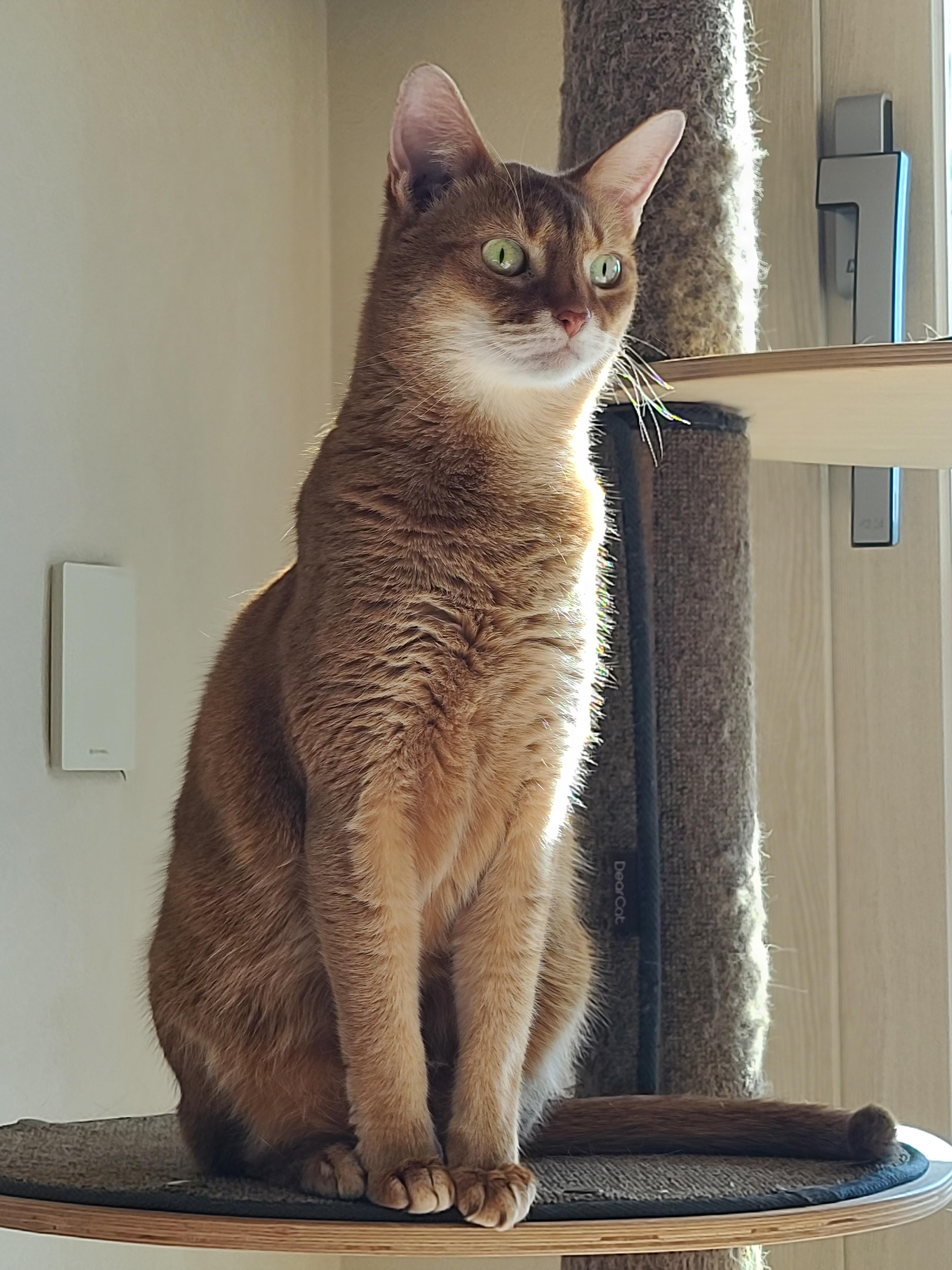 으르렁거리며 집지키는 고양이 루나 (feat.따라쟁이 건)