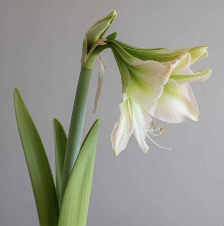 단점: 꽃이 지고 난 후, 진짜 게임의 시작