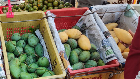 그린 망고와 옐로우 망고를 파는 가게