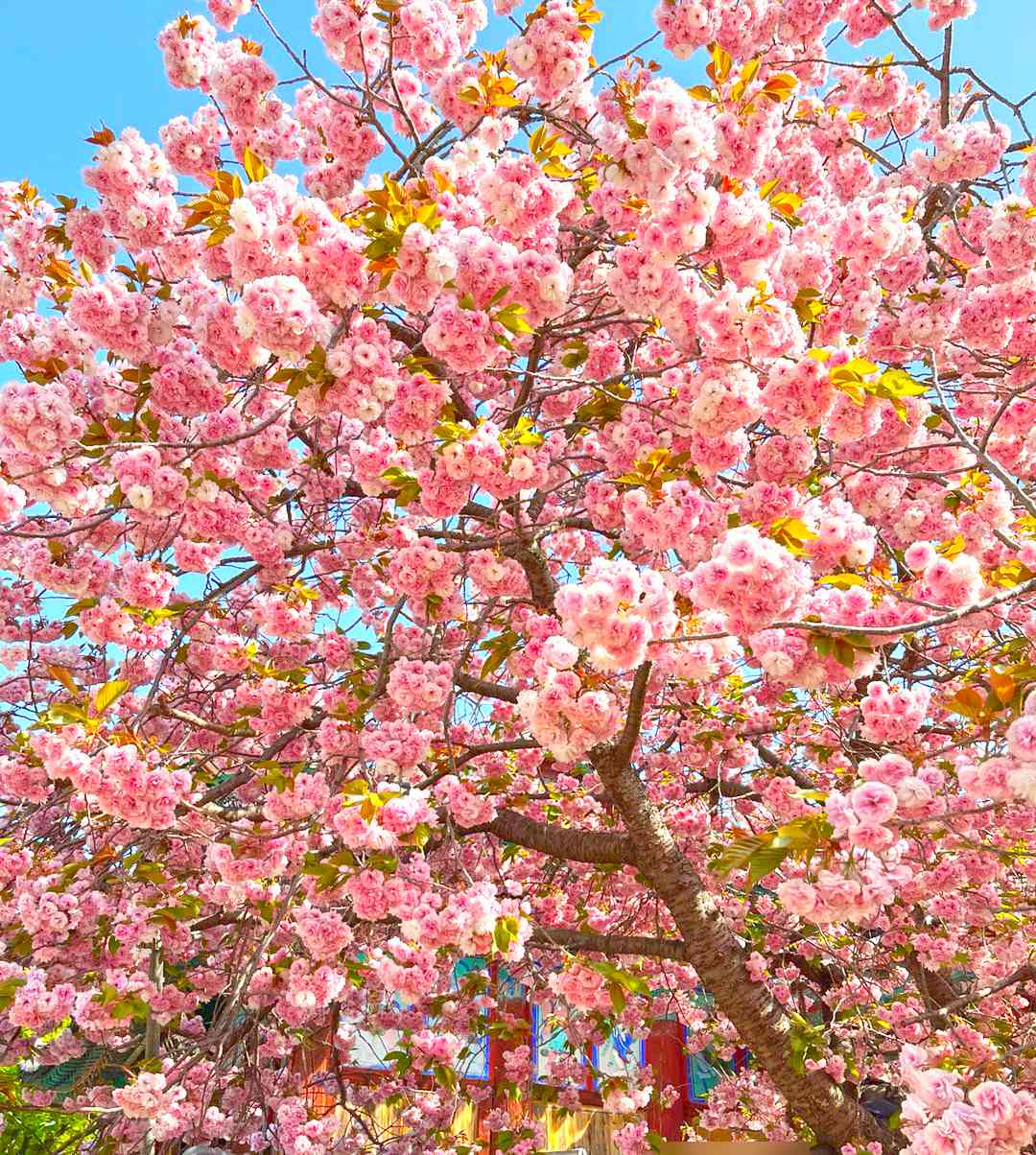 서산 개심사