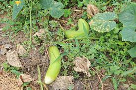 주말농장 작물 모종 추천 BEST 5 - 오이