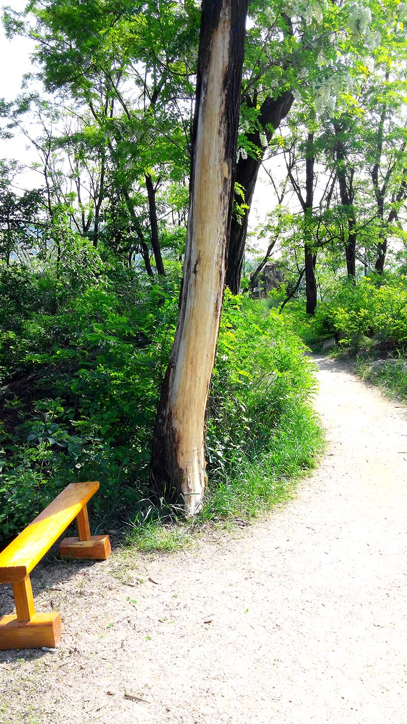 인왕산(仁旺山, Inwangsan) 아까시꽃