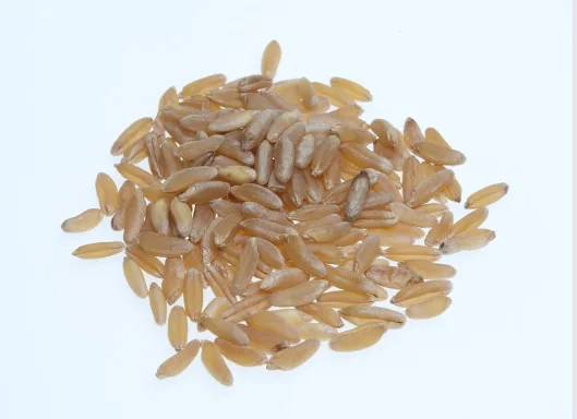 카무트 효능 효과 및 영양성분