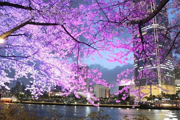 벚꽃 개화시기 2023