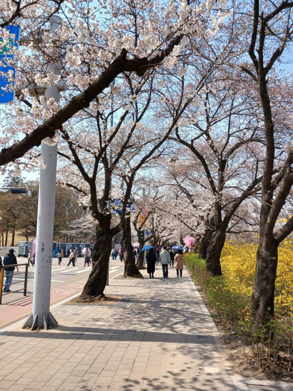 여의도 벚꽃길 걸어가다