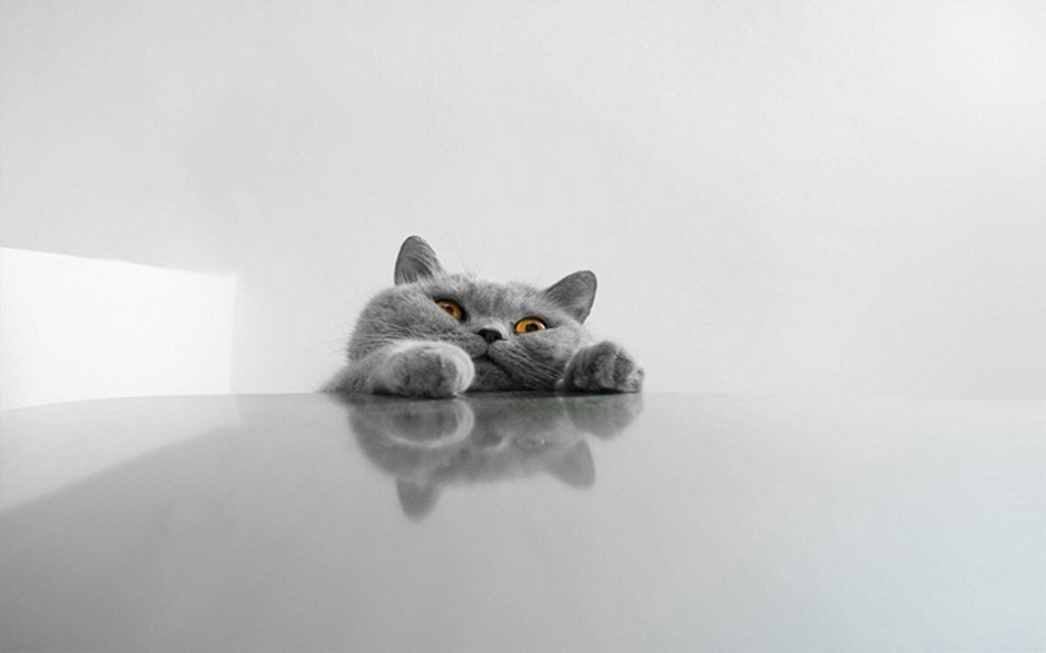 샤르트뢰 고양이 이미지 - 2