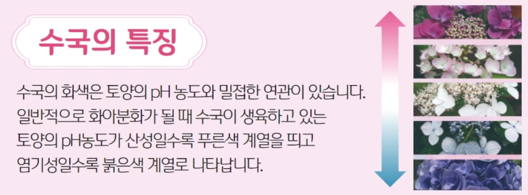 수국의 특징