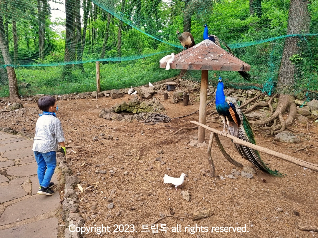 파란 공작새를 보고 있는 아이