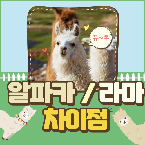 알파카 라마 차이점