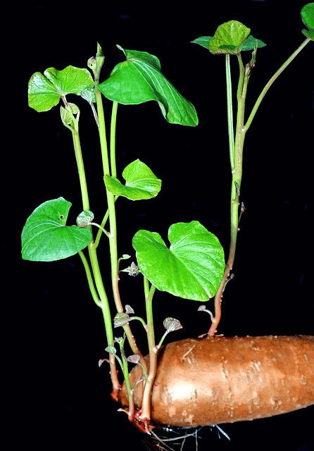 고구마에서 연두색 가느다란 줄기들이 솟아있고 어린 잎들이 자란다.