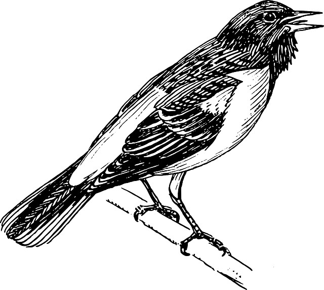 노래하는 꾀꼬리