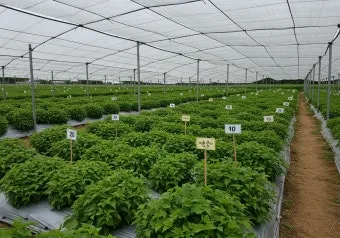 중부지방 들깨 파종시기 및 재배법 농사 팁 정리_13