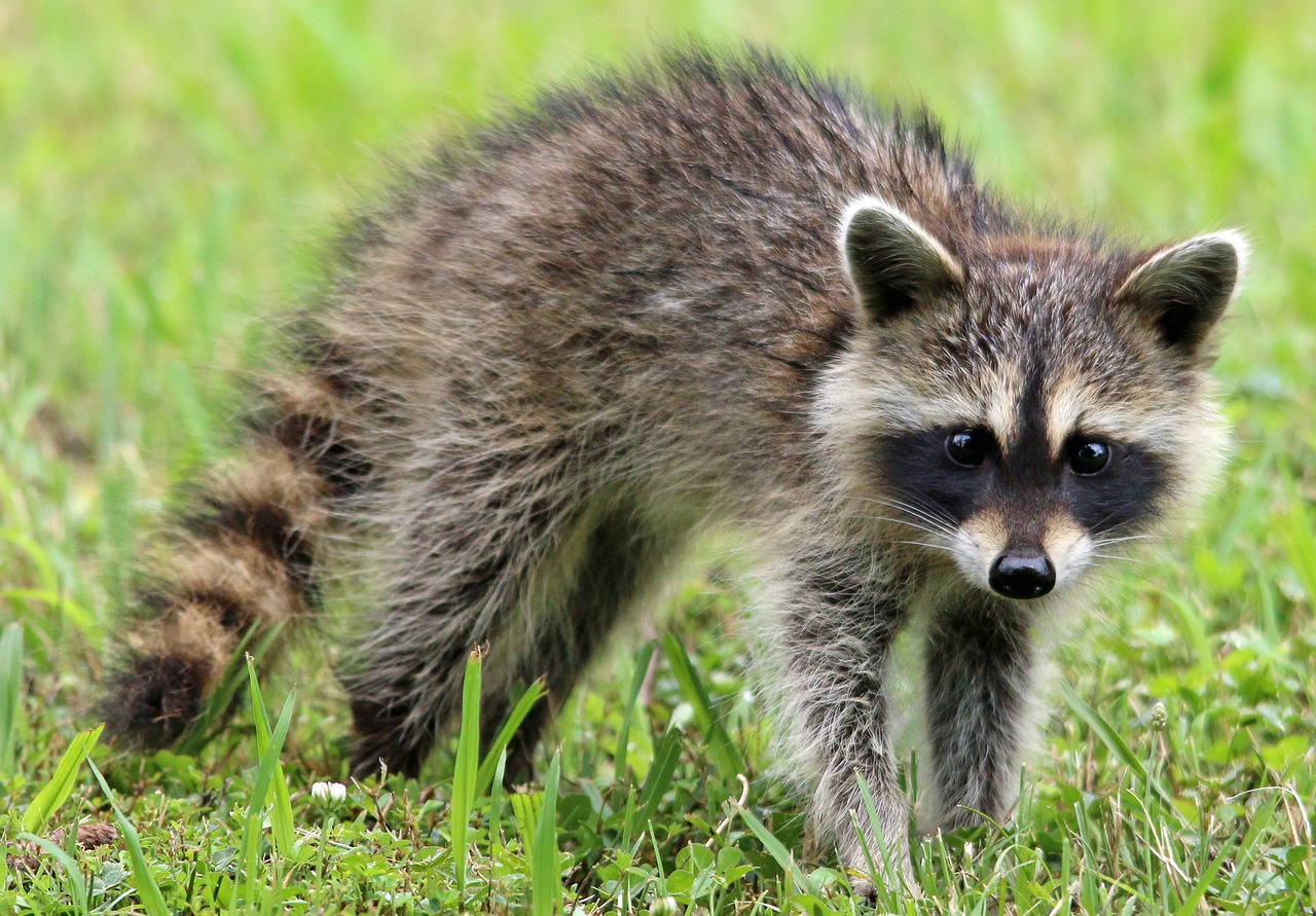Raccoon dog