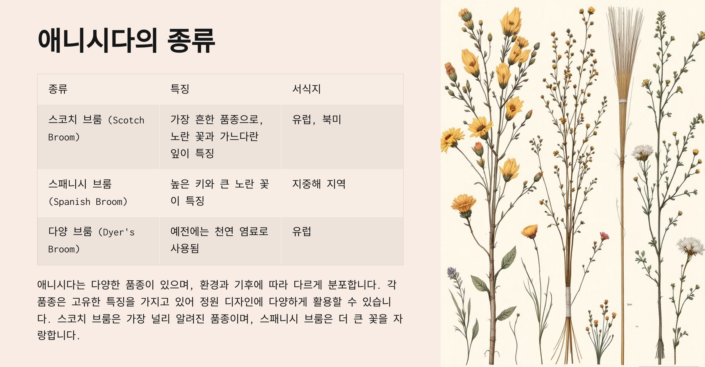 애니시다(금작화)