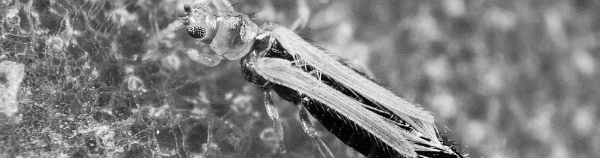 몸 크기 0.6~1.2mm