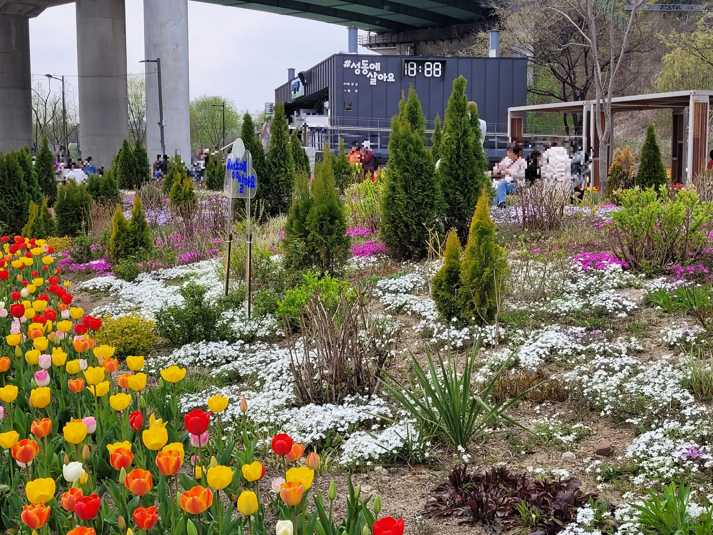 서울 튤립