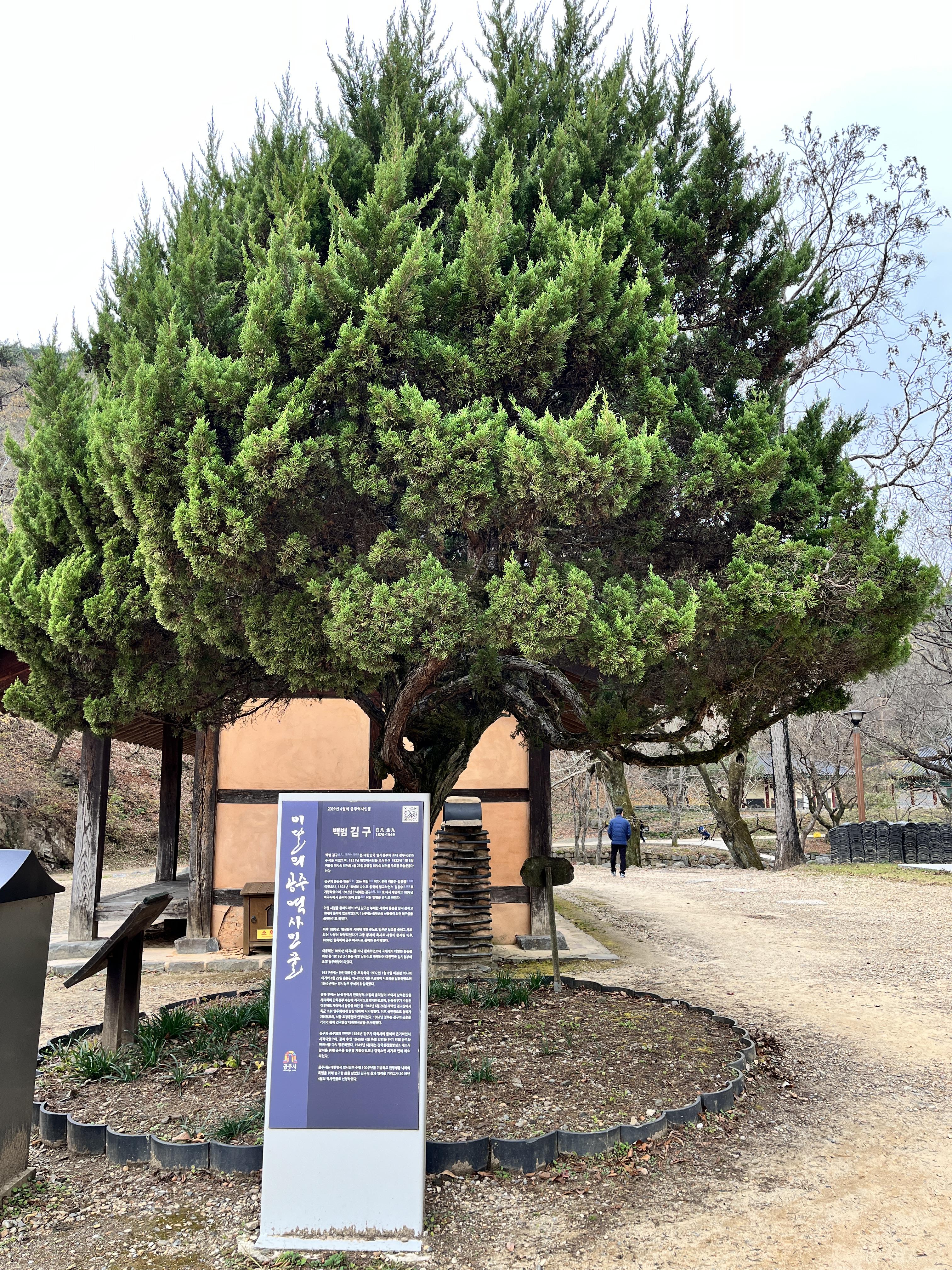 김구 향나무