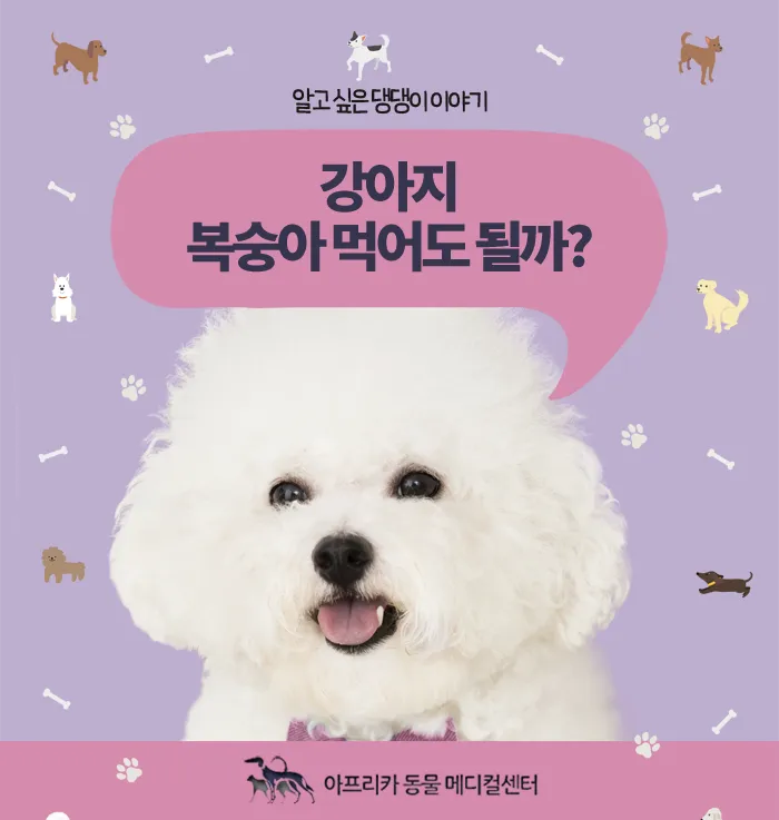 강아지 천도복숭아 먹어도 될까 안전한 급여 방법_2