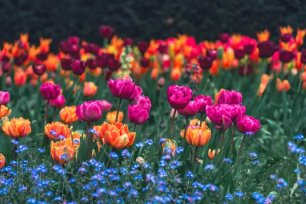 네이처파크 플라워페스티벌 주차 맛집 꿀팁 총정리