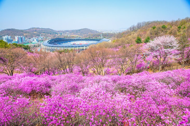 봄꽃 축제