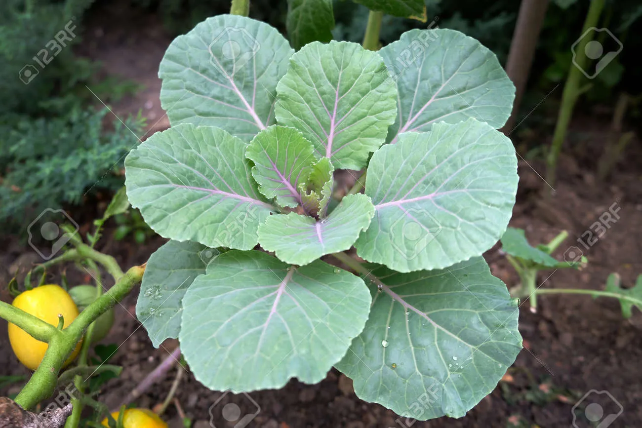 콜라드 재배 상자 텃밭 배양토 배합 병해 줄이기_3