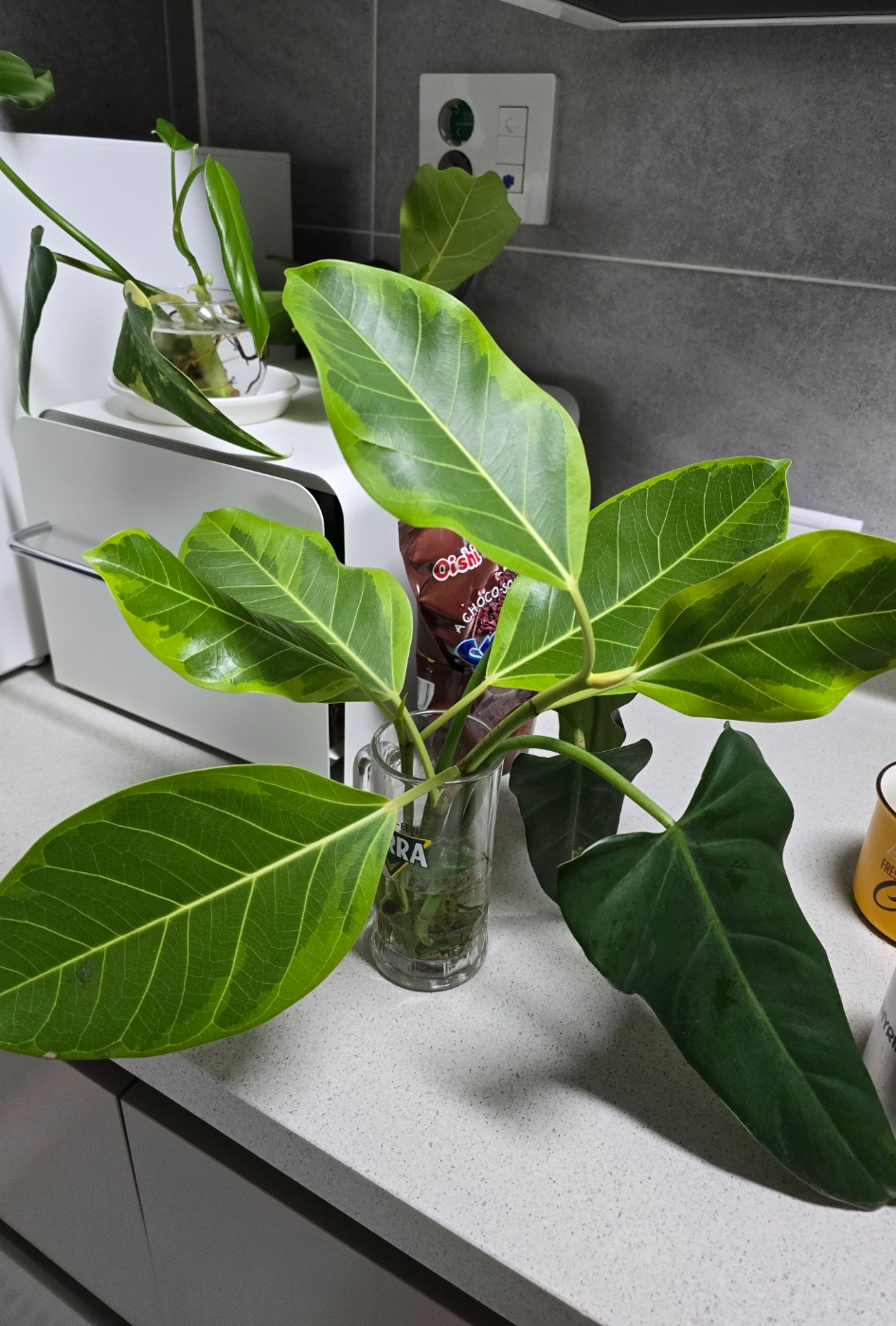 물꽂이중인 뱅갈고무나무